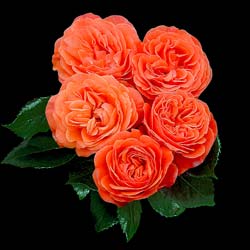 rosa francois mauriac